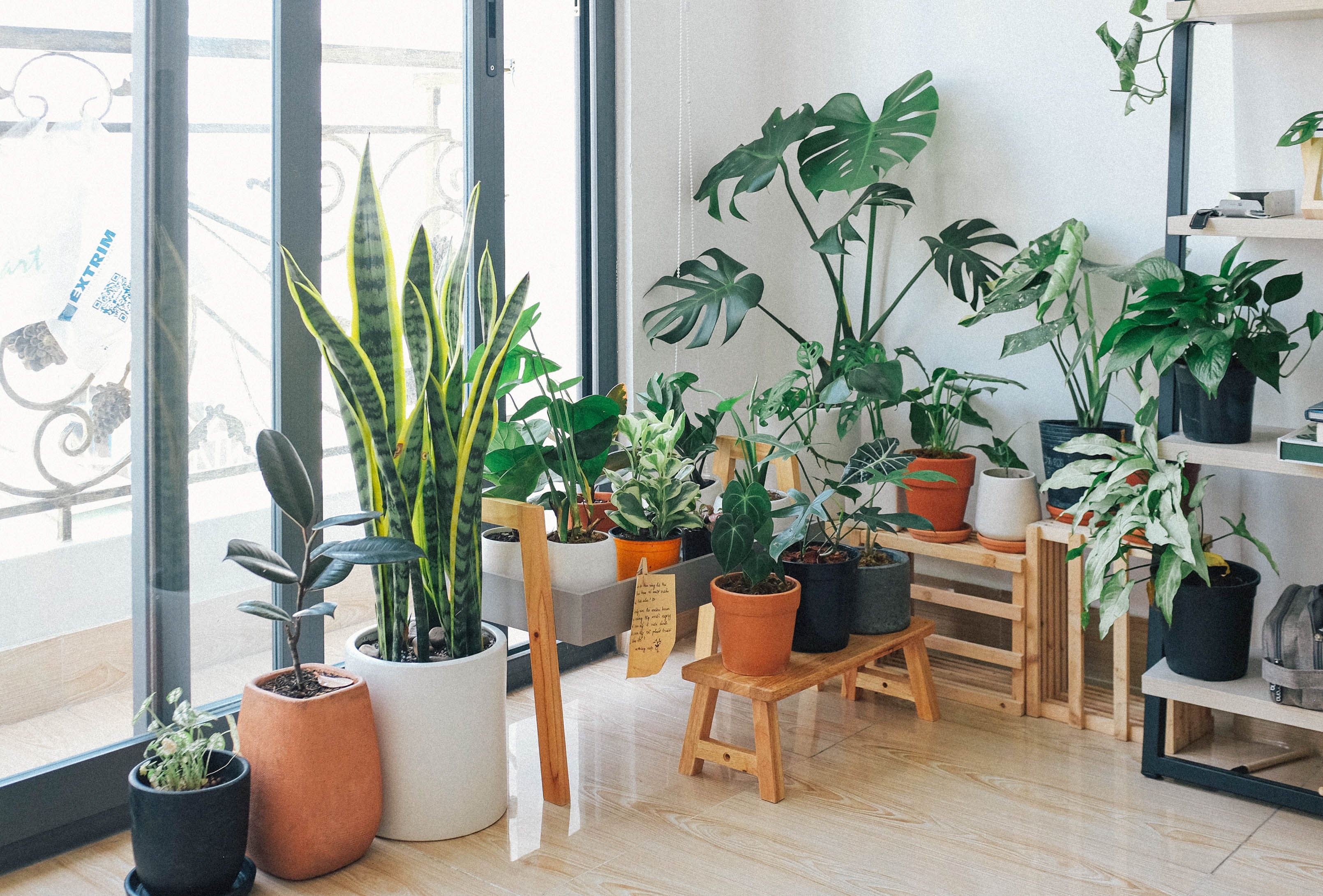 house plants stacked up next to eachother in office